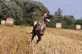 DOGUE ALLEMAND 329